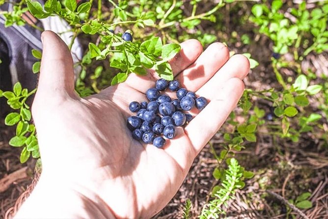 Wild Berries and Mushroom Picking Tour - Location and Accessibility