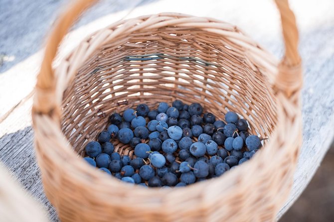 Wild Berries and Mushroom Picking Tour - Inclusions and Exclusions
