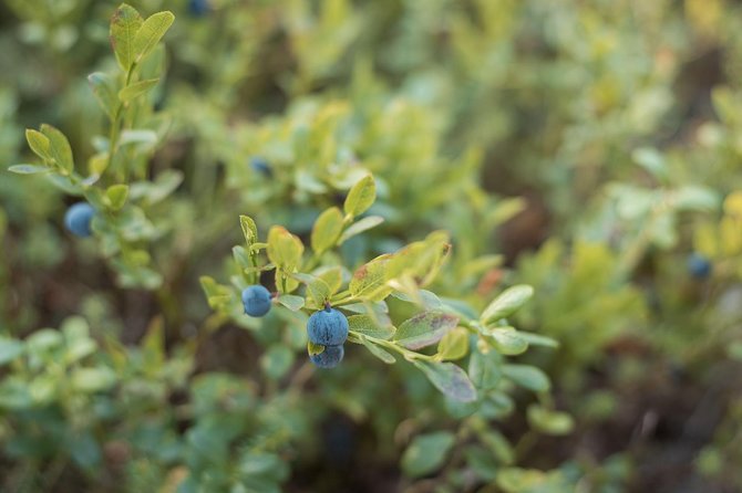 Wild Berries and Mushroom Picking Tour - Participant Experiences