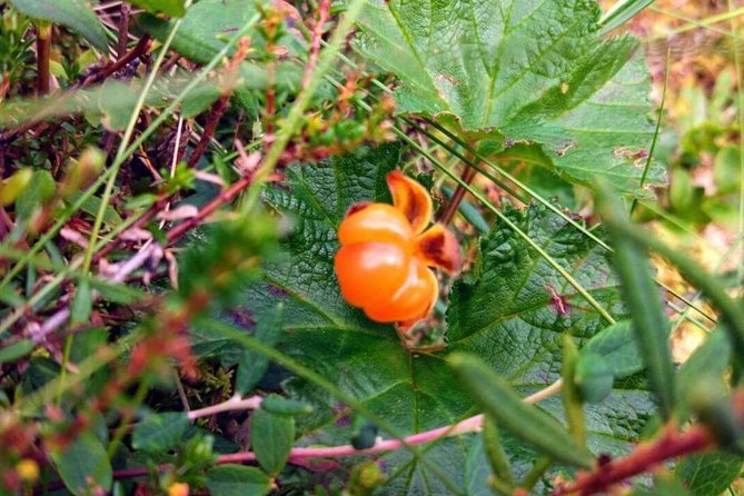 Wild Berries and Mushroom Picking Tour - Additional Information