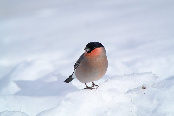 Wild Bird Sanctuary Forest Guided Tour in Nagano - Operator and Flexibility