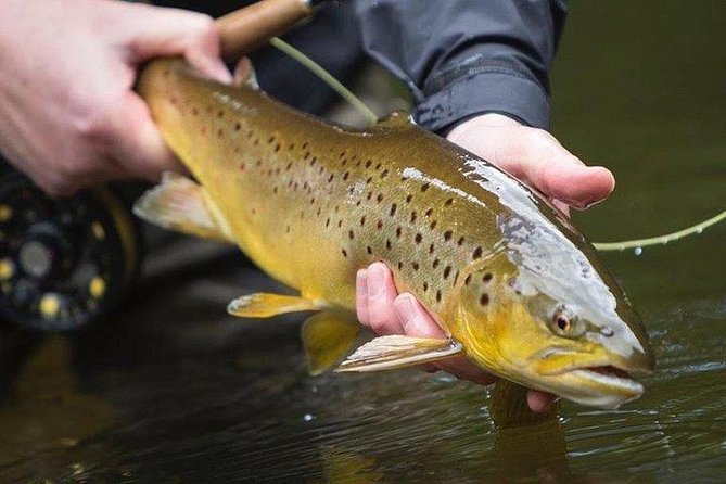 Wild Brown Trout Fishing. Lough Corrib. French Speaking Ghillie/Guide. Full Day. - Inclusions