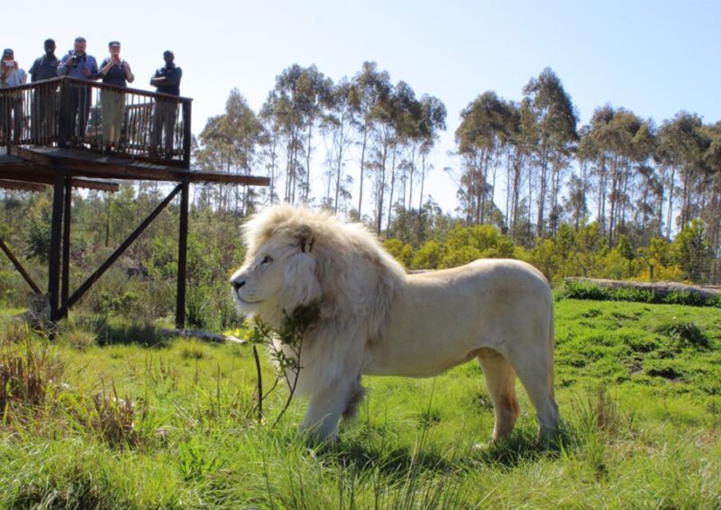 Wild Cat Experience 1-Hour Tour - Tour Highlights