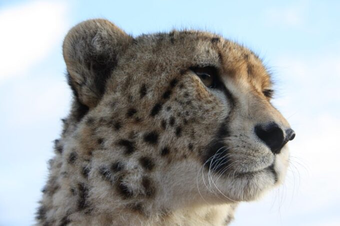 Wild Cat Experience 1-Hour Tour - Additional Information