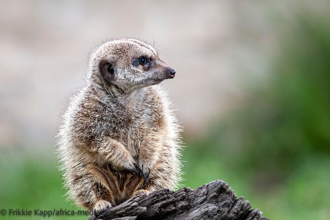 Wild Cat Experience Tour - Logistics and Meeting Point