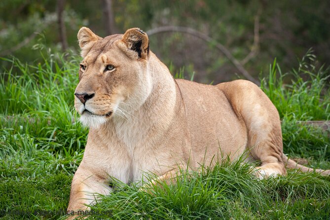 Wild Cat Experience Tour - Tour Duration and Inclusions