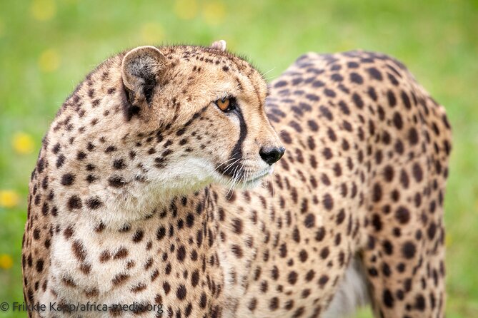 Wild Cat Experience Tour - Accessibility and Weather Conditions