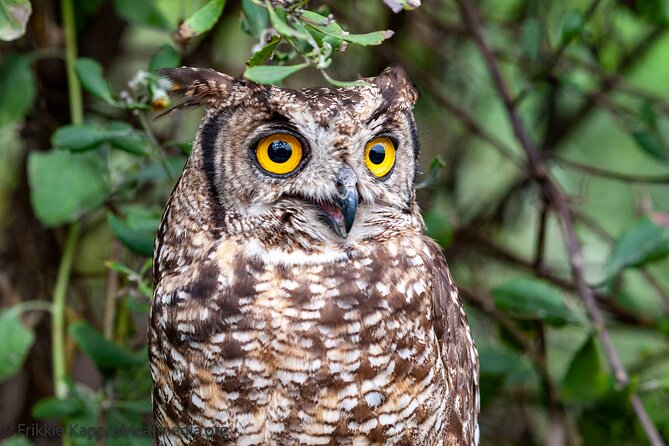 Wild Cat Experience Tour - Maximum Number of Travelers