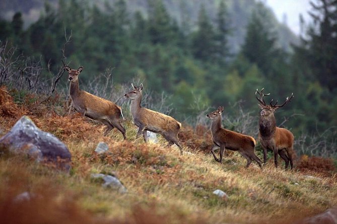 Wild Deer Viewing Safari From Letterfrack, Connemara - Inclusions