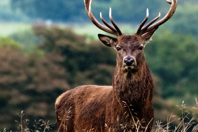 Wild Deer Viewing Safari From Letterfrack, Connemara - Customer Feedback