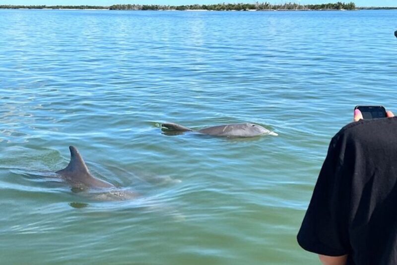 Wild Dolphin Boat Tour - Tour Experience and Highlights