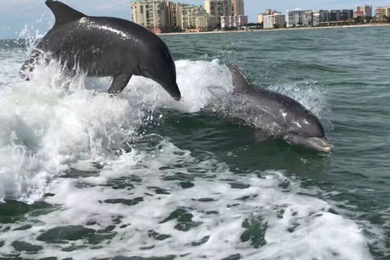 Wild Dolphin Boat Tour - Tour Route and Sightseeing