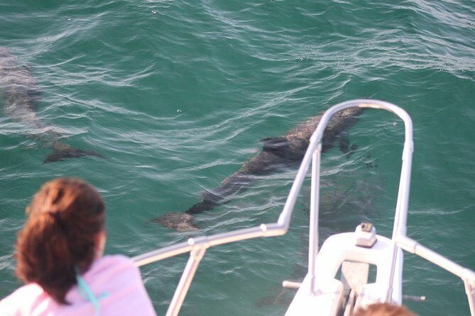 Wild Dolphin Encounter in Puerto Vallarta - The Experience Breakdown: What to Expect
