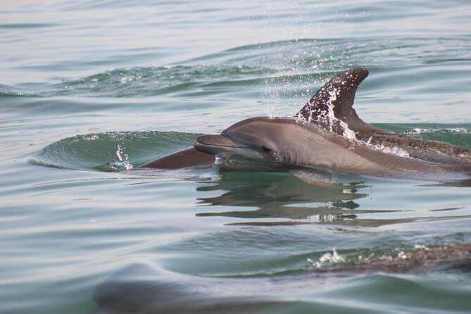 Wild Dolphin Encounter in Puerto Vallarta - Who Will Love This Tour?