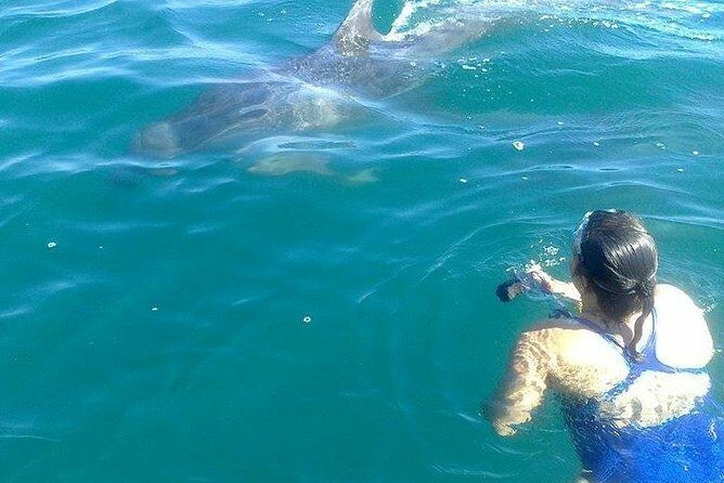 Wild Dolphin Encounter in Puerto Vallarta - The Sum Up