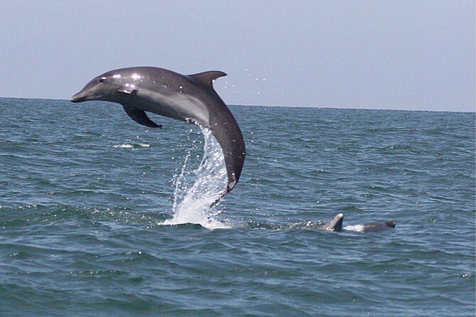 Wild Dolphin Encounter in Puerto Vallarta - FAQ