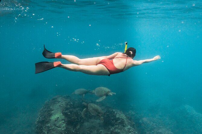 Wild Dolphin Swim, Turtle, Whale Safari with Guided Snorkeling - A Close Encounter with Hawaii’s Marine Wonders: Wild Dolphin Swim, Turtle, Whale Safari