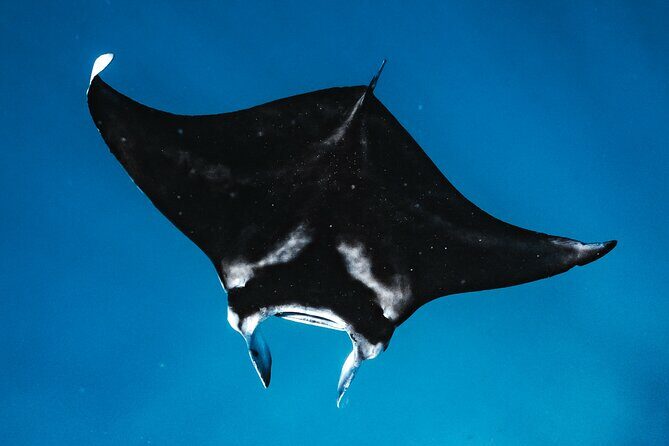 Wild Dolphin Swim, Turtle, Whale Safari with Guided Snorkeling - Detailed Breakdown of the Itinerary