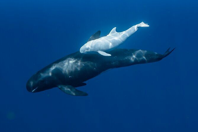 Wild Dolphin Swim, Turtle, Whale Safari with Guided Snorkeling - What’s Included and What to Bring