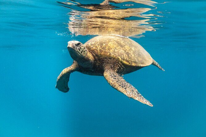 Wild Dolphin Swim, Turtle, Whale Safari with Guided Snorkeling - What You Can Expect in Terms of Experience
