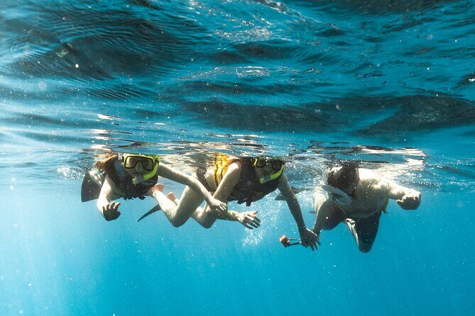 Wild Dolphin Swim, Turtle, Whale Safari with Guided Snorkeling - Pricing and Value