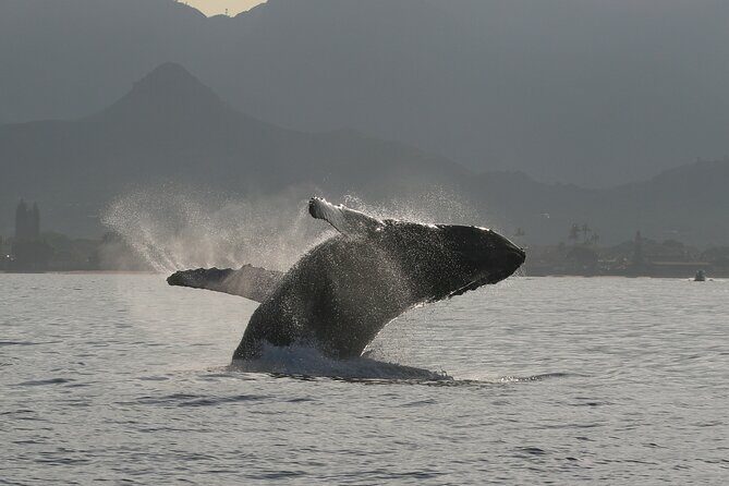 Wild Dolphin Swim, Turtle, Whale Safari with Guided Snorkeling - Who Will Love This Tour