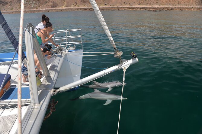 Wild Dolphin Watch Cruise - Inclusions and Amenities