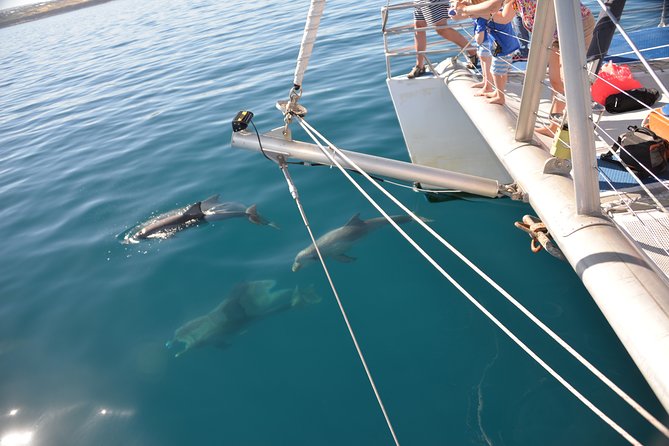 Wild Dolphin Watch Cruise - Wild Dolphins in Holdfast Bay