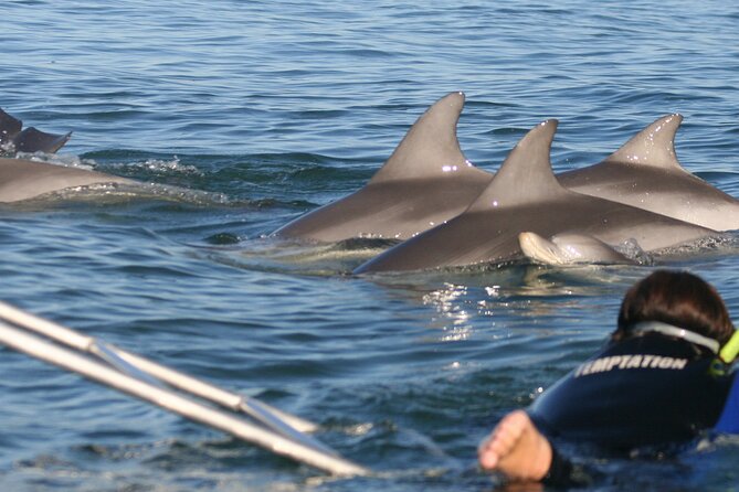 Wild Dolphin Watch Cruise - On-Board Commentary and Safety