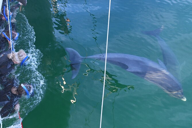 Wild Dolphin Watch Cruise - Tram Ride From Adelaide
