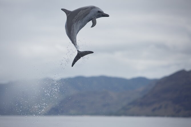 Wild Dolphin Watching and Snorkel Safari off West Coast of Oahu - Seasonal Whale Viewing