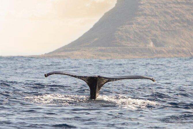 Wild Dolphin Watching and Snorkel Safari off West Coast of Oahu - Meeting and Pickup Details