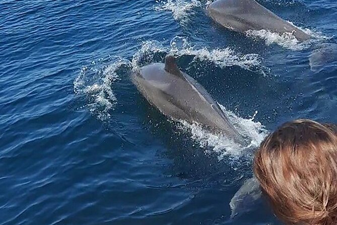 Wild Dolphins Encounter & Snorkeling - Inclusions and Amenities
