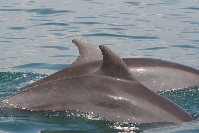 Wild Dolphins Encounter & Snorkeling - Dietary Preferences and Restrictions