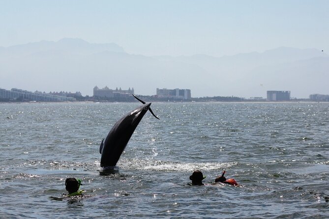 Wild Dolphins Encounter & Snorkeling - Transportation and Infant Policy