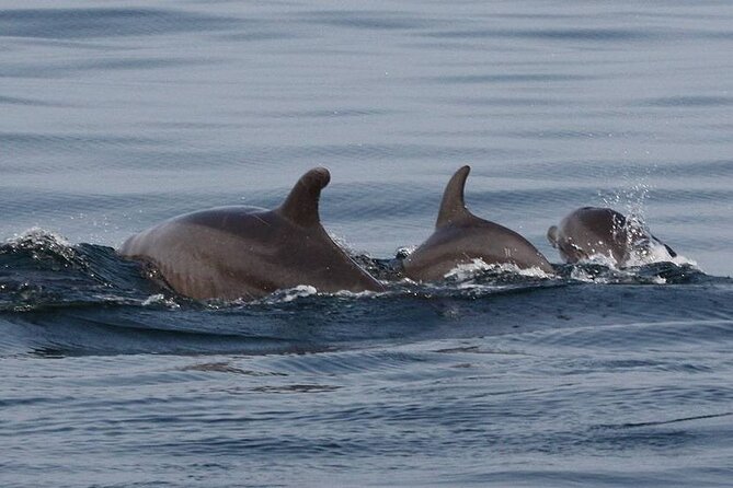 Wild Dolphins Encounter & Snorkeling - Participation Recommendations