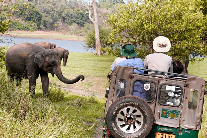Wild Elephant Safari in Minneriya National Park - Safari Type and Capacity