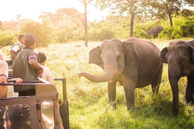 Wild Elephant Safari in Minneriya National Park - Departure Options