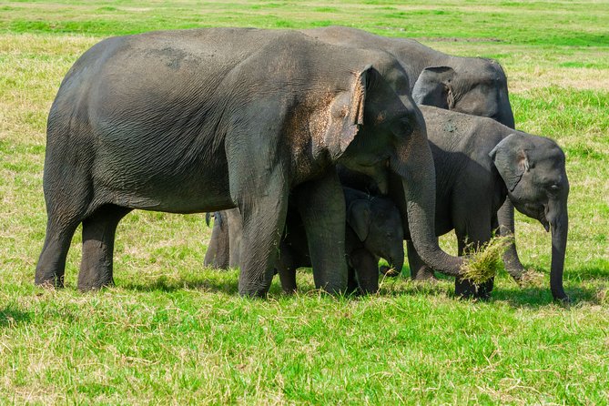 Wild Elephant Safari in Minneriya National Park - Exclusions