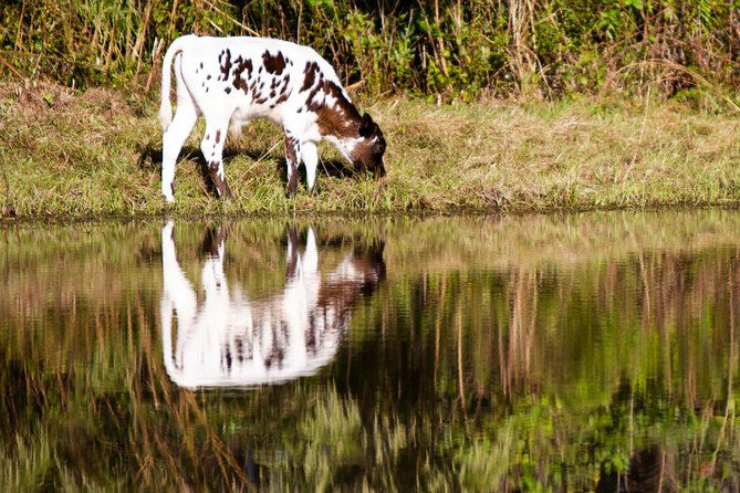 Wild Florida Drive-Thru Safari and Gator Park Admission - Accessibility and Amenities