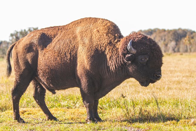 Wild Florida Drive-Thru Safari and Gator Park Admission - Admission and Pricing