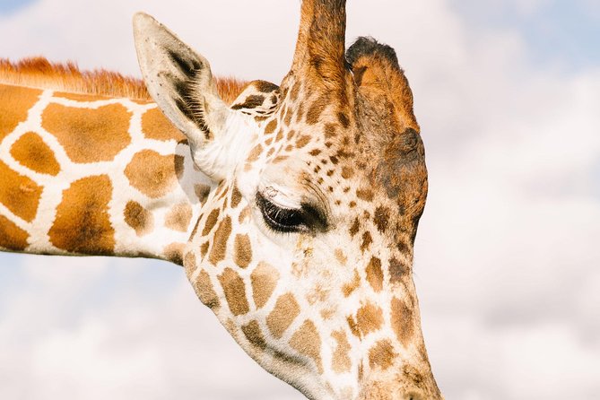 Wild Florida Drive-Thru Safari and Gator Park Admission - Cancellation Policy