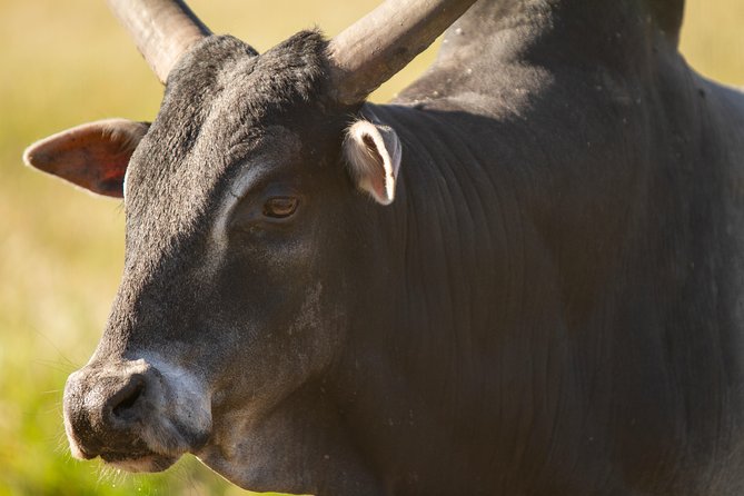 Wild Florida Drive-Thru Safari and Gator Park Admission - Visitor Reviews
