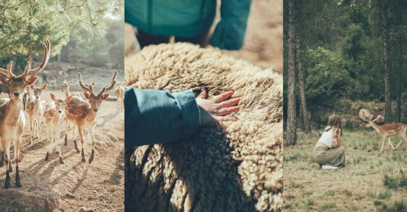 Wild Forest Reserve Foundation - Caretaker for a Day - Wildlife Rehabilitation Efforts