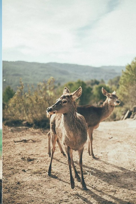 Wild Forest Reserve Foundation - Visit - Key Points