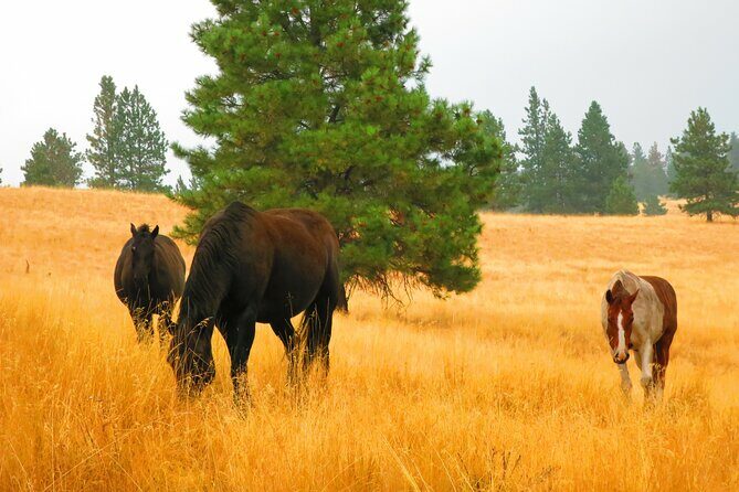 Wild Horse Island Flathead Lake Kayak Tour - Who Should Consider This Tour?