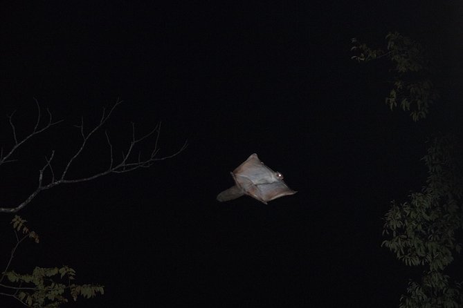 Wild Japanese Flying Squirrel Watching Tour in Nagano - Transportation Options