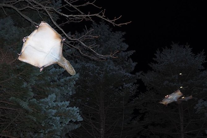 Wild Japanese Flying Squirrel Watching Tour in Nagano - Tour Inclusions