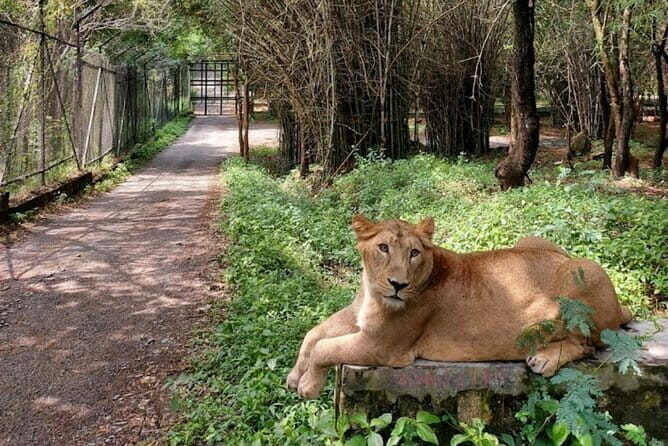 Wild Life Jeep Safari Tour at Bannerghatta with Private Transfer - Introduction to the Bannerghatta Safari Adventure