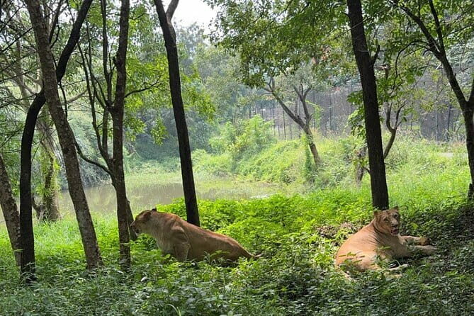 Wild Life Jeep Safari Tour at Bannerghatta with Private Transfer - Who Would Enjoy This Tour?